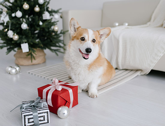 Boite cadeaux surprise de Noël pour chiens - Petits Compagnons