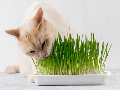 Chat qui mange de l'herbe